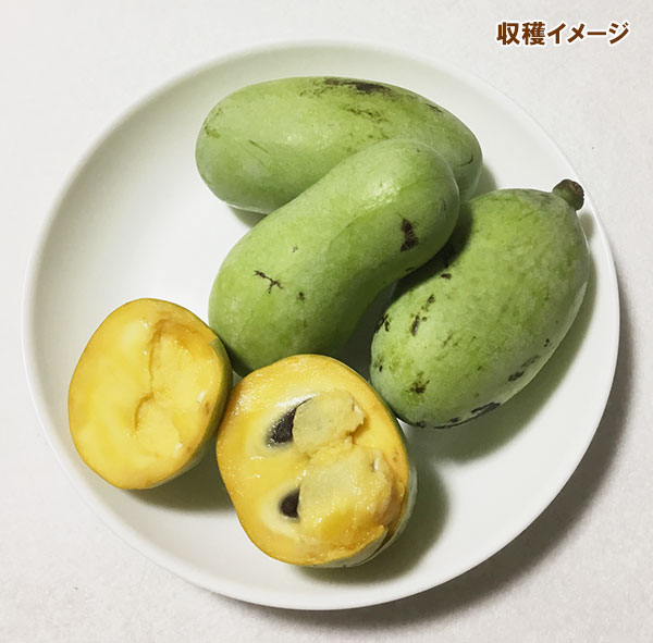 果樹の苗 ポポー(実生苗)3.5号ポットの詳細画像3