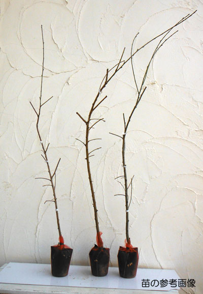 花木 庭木の苗 花桃(ハナモモ) 源平シダレ(...の詳細画像3