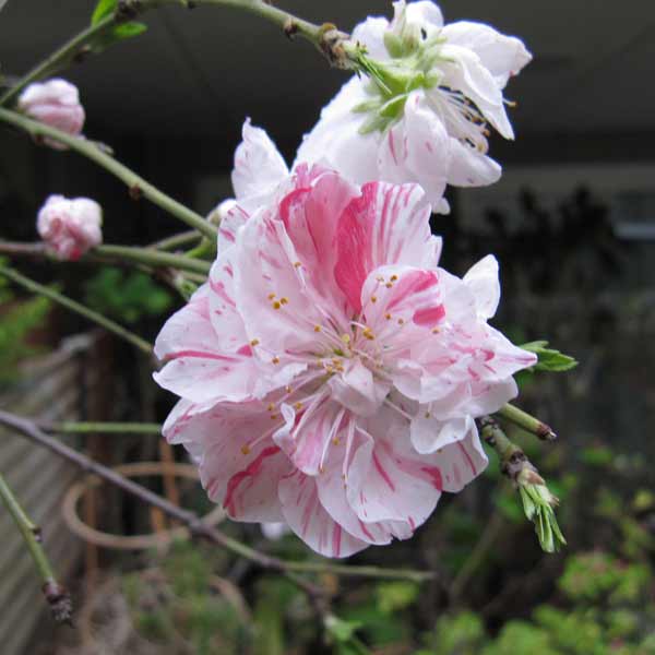 花木 庭木の苗 花桃(ハナモモ) 源平シダレ(...の詳細画像2