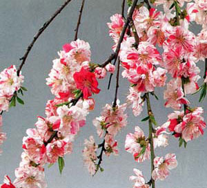 花木 庭木の苗 花桃(ハナモモ) 源平シダレ(...の詳細画像4