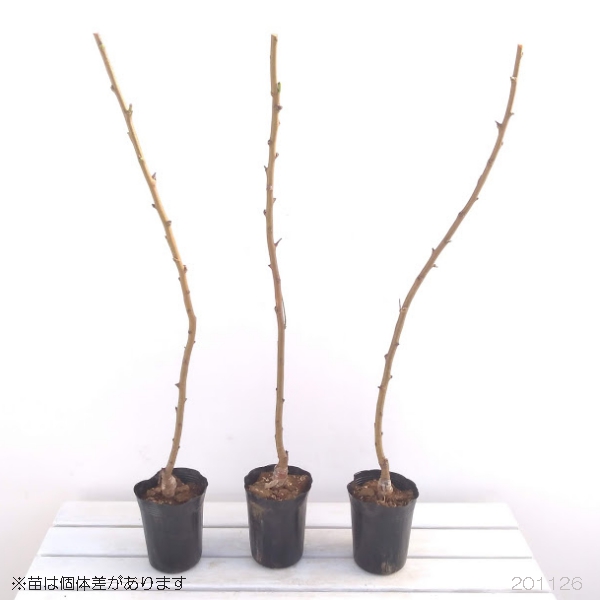 花木 庭木の苗 花桃(ハナモモ) 源平シダレ(...の詳細画像1