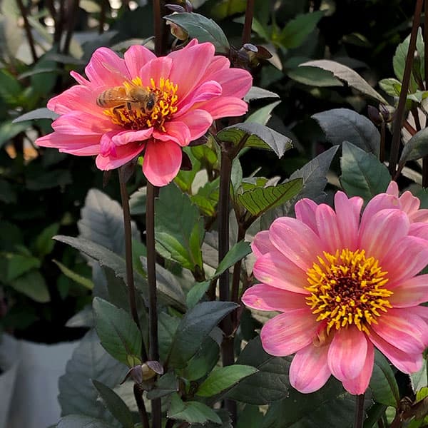 草花の苗 ダリア ハミングブロンズ・エタニティ...の詳細画像1