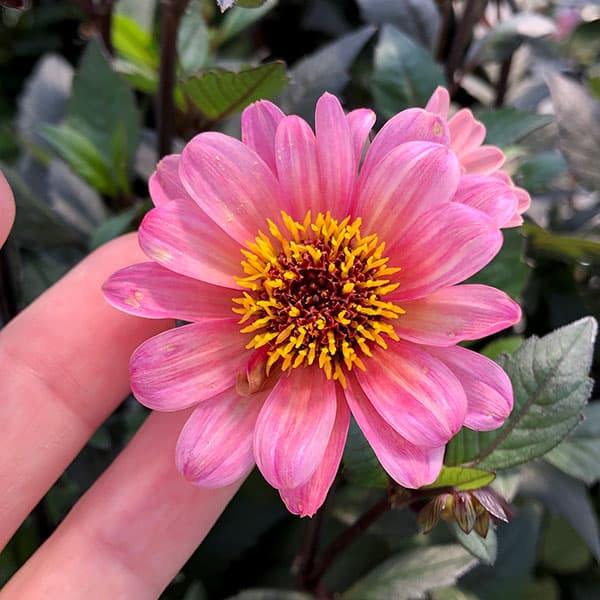 草花の苗 ダリア ハミングブロンズ・エタニティ...の詳細画像3