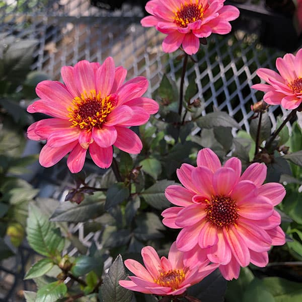 草花の苗 ダリア ハミングブロンズ・エタニティ...の詳細画像5