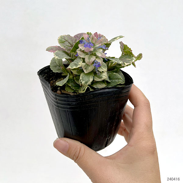 アジュガ（花の苗）｜苗 | 花、ガーデニング のおすすめ人気商品一覧