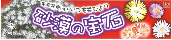 草花の苗/耐寒マツバギク：砂漠の宝石ペリドット3号ポット 2株セット｜engei｜07