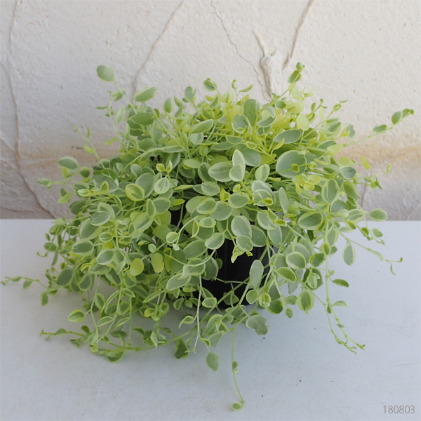 観葉植物 ぺぺロミア 真亜子3号ポットの詳細画像5