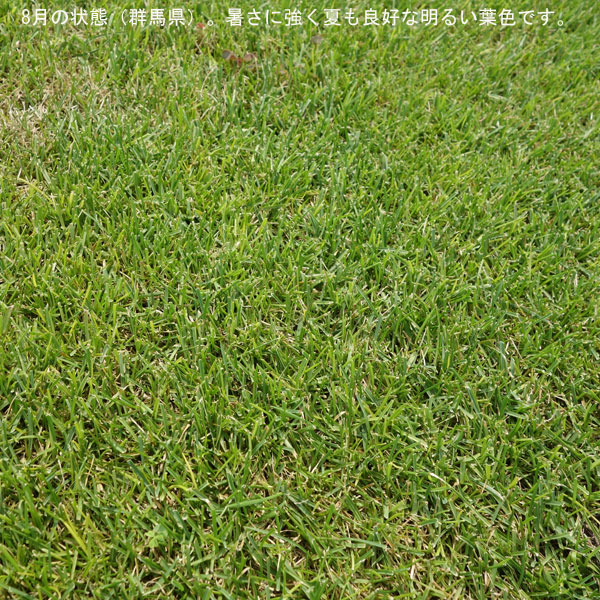 芝の種 ケンタッキーブルーグラスブルーノート1kg 暑さに強く日陰にも向く タネ 40平米分 |  | 02