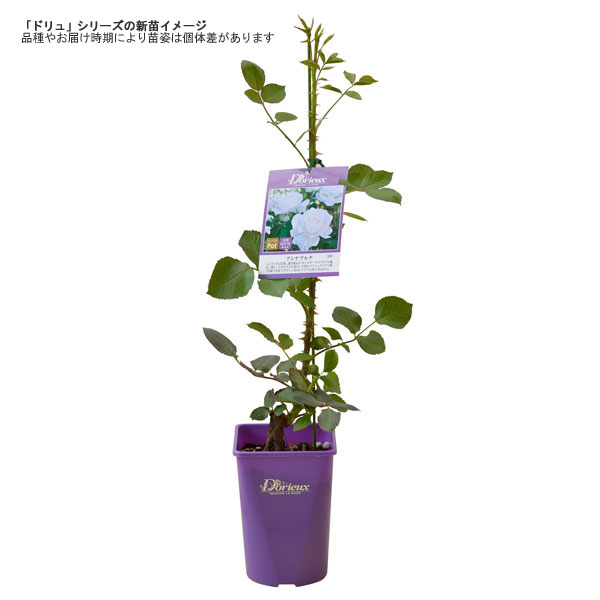 バラの苗/ドリュ：バランゴ新苗4号鉢植え 送料無料｜engei｜03