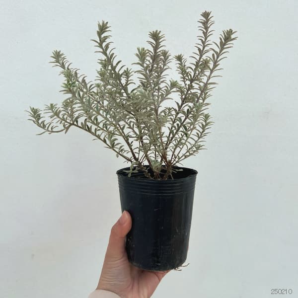 草花の苗 ウエストリンギア スモーキーホワイト...の詳細画像5
