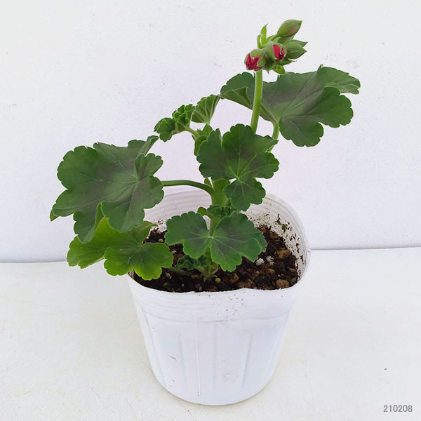 草花の苗/ゼラニウム：カリオペダークレッド3.5号ポット2株セット 