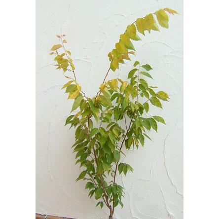 花木 庭木の苗/ケヤキ：黄金葉（オウゴンバ）3.5〜4号ポット｜engei｜04