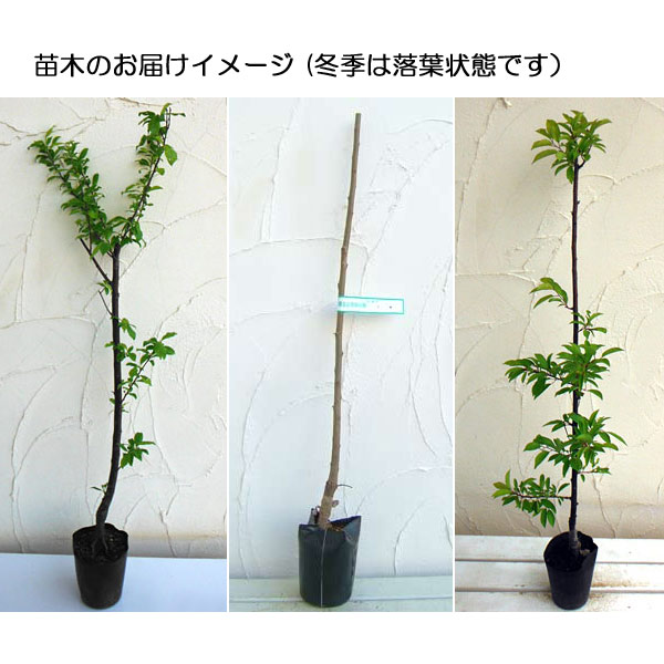 果樹の苗 スモモ（プラム） メスレー4〜5号ポット : 園芸ネット - 通販
