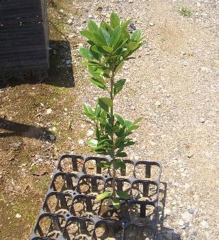 花木 庭木の苗 モチノキ3.5号ポット 20本セット 送料無料 : 園芸ネット