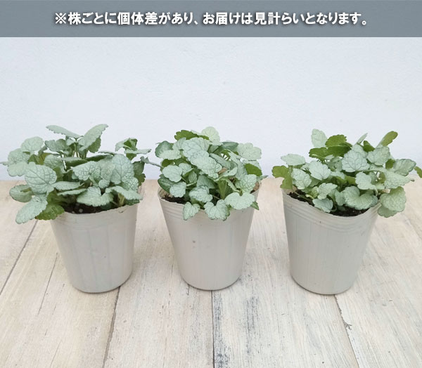 草花の苗/ラミウム：スターリングシルバー2.5号ポット｜engei｜04