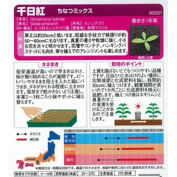 センニチコウ(千日紅) ちなつミックス サカタ...の詳細画像1