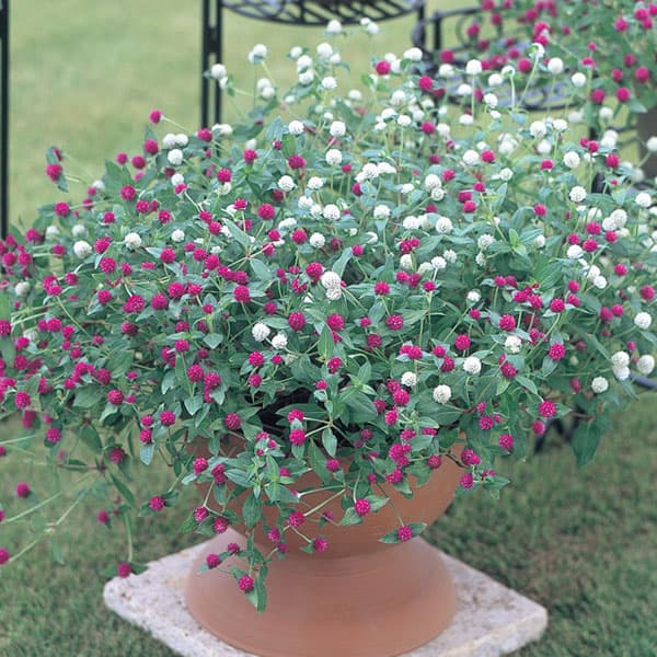 センニチコウ(千日紅) ちなつミックス サカタ...の詳細画像2