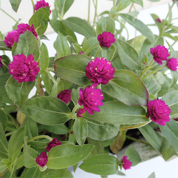 センニチコウ(千日紅) ちなつミックス サカタ...の詳細画像3