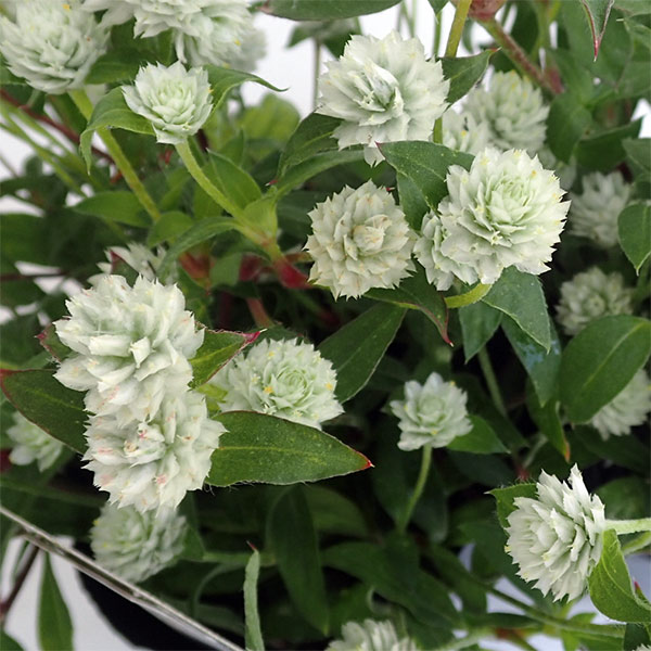 センニチコウ(千日紅) ちなつミックス サカタ...の詳細画像4