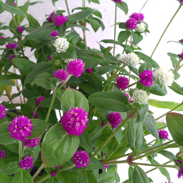 センニチコウ(千日紅) ちなつミックス サカタ...の詳細画像5