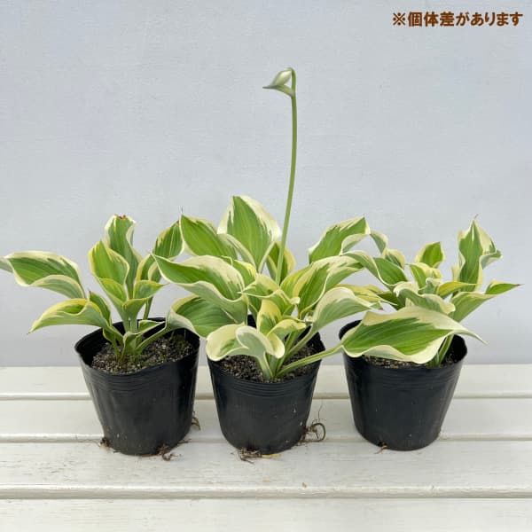ギボウシ 確認用 草花の苗 ギボウシ（ホスタ・大型種） リバティー4-4.5号ポット : 園芸