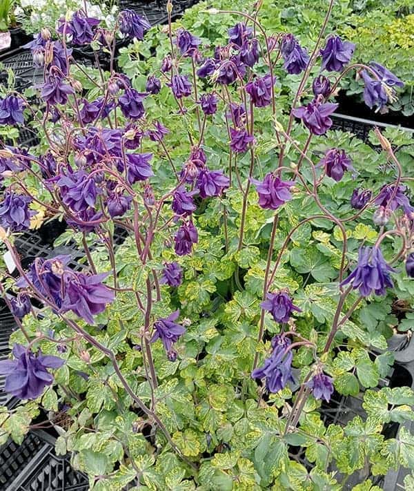 草花の苗 (わけあり特価)オダマキ レクレチャ...の詳細画像5