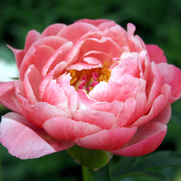 園芸ネット - シャクヤク（芍薬）・ピオニー｜Yahoo!ショッピング