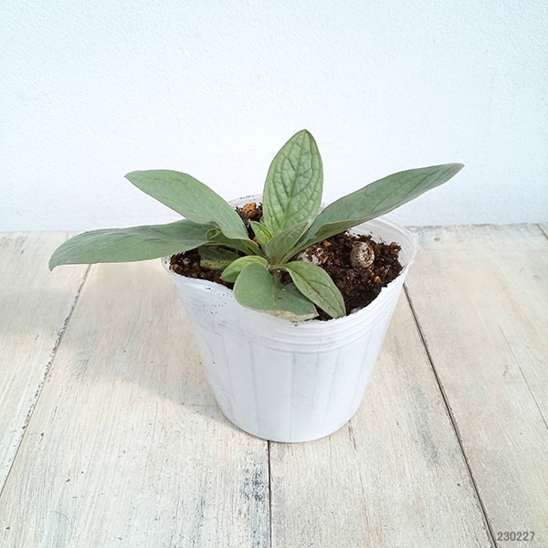 草花の苗 アンチューサ タッセルブルー3号ポット |  | 01