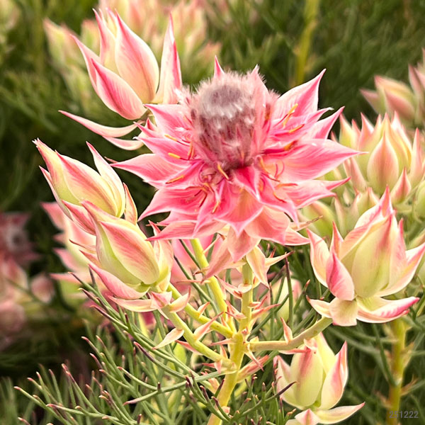 園芸ネット - オージープランツ｜Yahoo!ショッピング