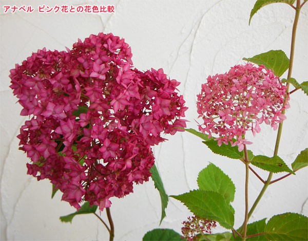 花木 庭木の苗/アジサイ：ピンクアナベル ベラアナ6号ポット｜engei｜02