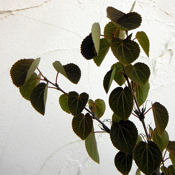 花木 庭木の苗 カツラ（桂） レッドフォックス 6号ポット 送料無料