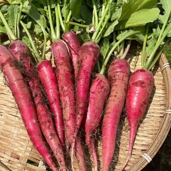 有効期限26年05月 野菜の種 有機種子 西洋...の詳細画像2
