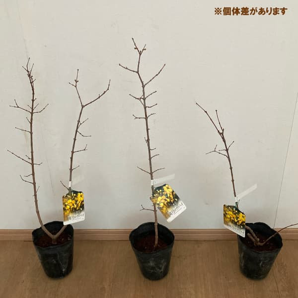 花木 庭木の苗 ロウバイ 満月（まんげつ）4〜5号ポット |  | 03