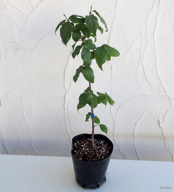 花木 庭木の苗 ロウバイ 満月（まんげつ）4〜5号ポット |  | 04