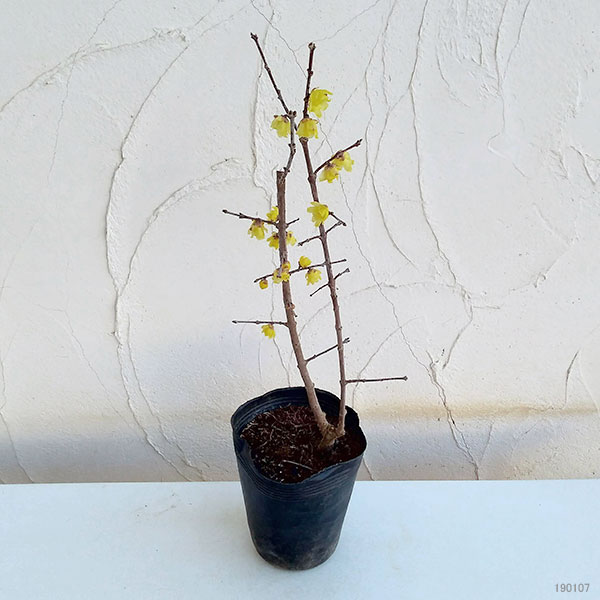 花木 庭木の苗 ロウバイ 満月（まんげつ）4〜5号ポット |  | 05