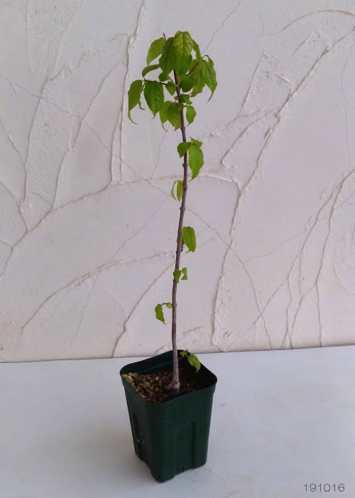 花木 庭木の苗 ロウバイ 満月（まんげつ）4〜5号ポット |  | 09