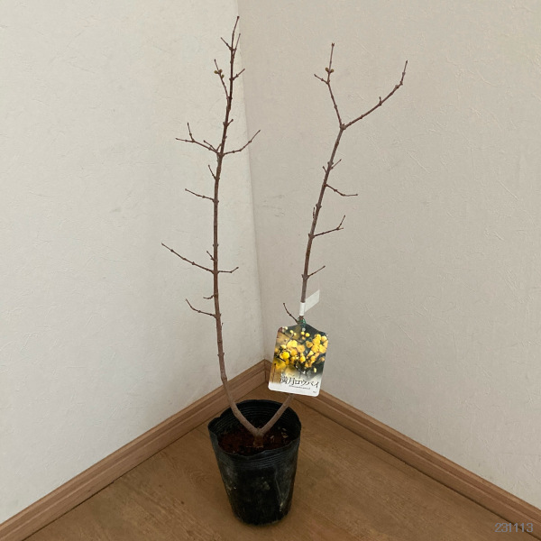 花木 庭木の苗 ロウバイ 満月（まんげつ）4〜5号ポット |  | 01