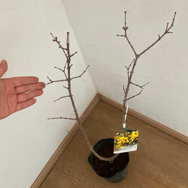 花木 庭木の苗 ロウバイ 満月（まんげつ）4〜5号ポット |  | 02