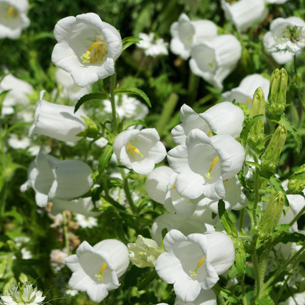 草花の苗 26年9月中下旬予約 カンパニュラ・...の詳細画像2