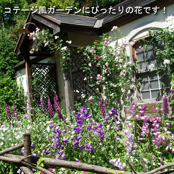 草花の苗 26年9月中下旬予約 カンパニュラ・...の詳細画像1