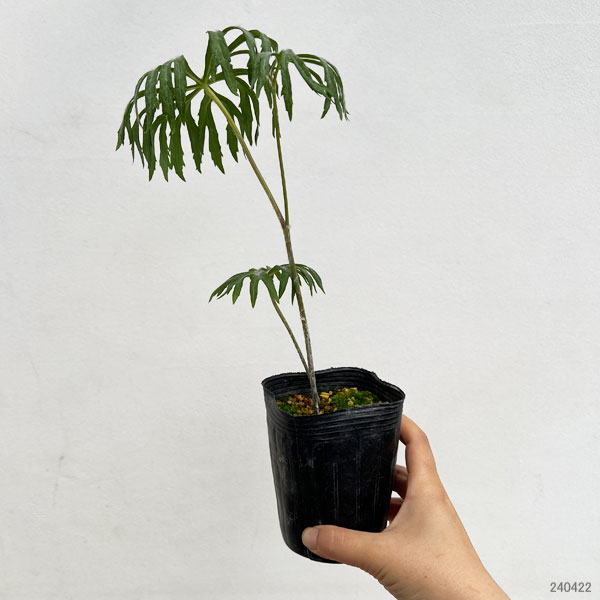山野草の苗 ヤブレガサ(破れ傘) 中国やぶれが...の詳細画像1