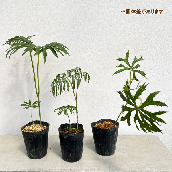 山野草の苗 ヤブレガサ(破れ傘) 中国やぶれが...の詳細画像3