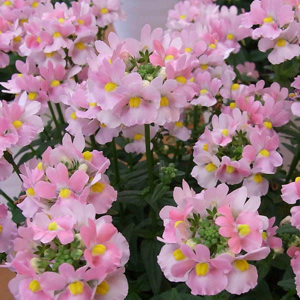 草花の苗 26年10月中下旬予約 ネメシア メ...の詳細画像4