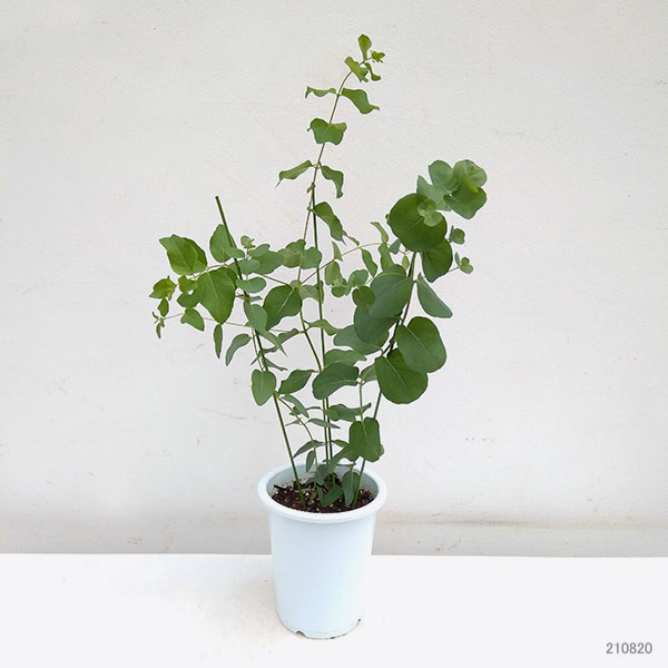 花木 庭木の苗 ユーカリ アップルボックス4号ポット 014 園芸ネット 通販 Yahoo ショッピング