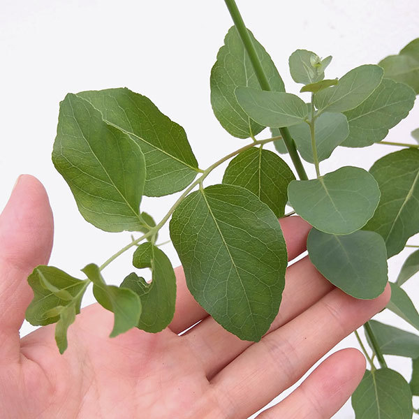 花木 庭木の苗 ユーカリ アップルボックス4号ポット 014 園芸ネット 通販 Yahoo ショッピング