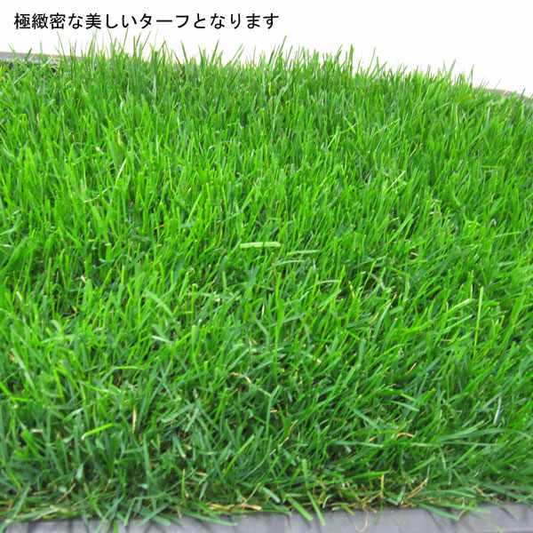 芝の種 西洋芝ペレニアルライグラス ファイヤー...の詳細画像1