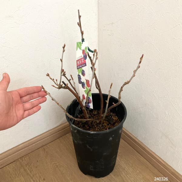 カシス苗のおすすめ人気商品一覧 通販 - Yahoo!ショッピング