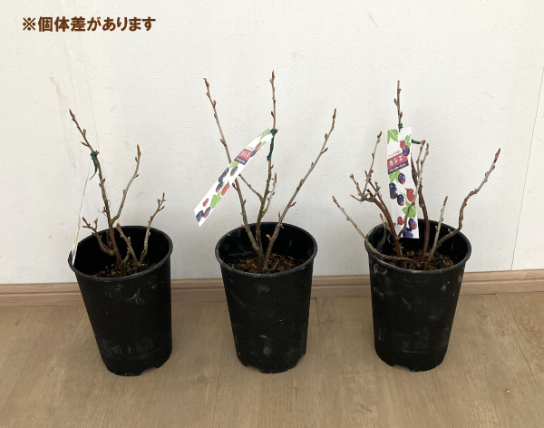 カシス苗の商品一覧 通販 - Yahoo!ショッピング
