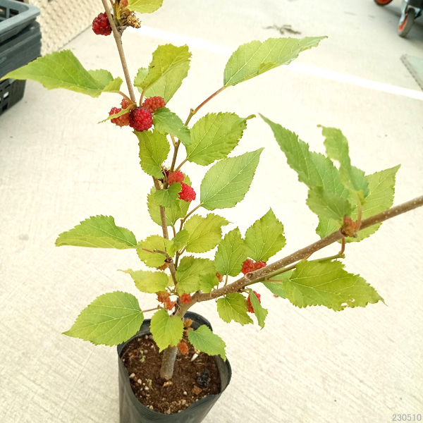 果樹の苗 マルベリー（桑） スイートマルベリー3.5号ポット : 園芸