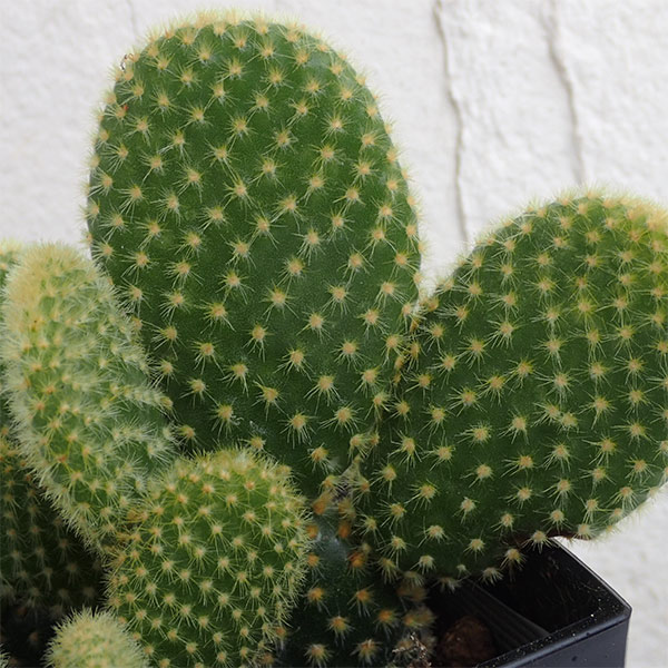 観葉植物/サボテン：ゴールデンバニー3号角鉢入り |  | 04